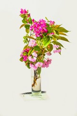 Blossoming pink sakura in vase on white background.