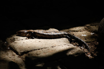 lucertola dalla lingua blu, blue toungue's lizard
