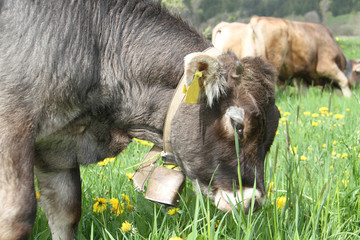 Kühe auf der Weide