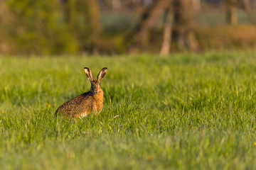Single wild hare with big ears sits on meadow and eats grass