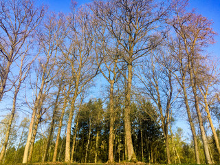 Obraz premium Forest