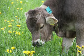 Kühe auf der Weide