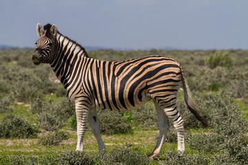 Fototapeta na wymiar Smiling zebra at Etosha National Park