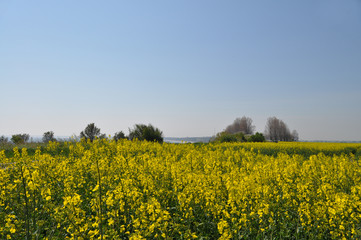 Obraz premium Rapsfeld auf Rügen