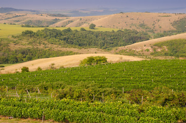 Fototapeta na wymiar Vineyards along the Danube river in Bulgaria
