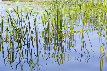 Obraz premium Grasses reflection in water.