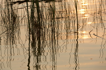 Grasses reflection in water.