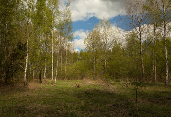 Obraz premium Spring in birch forest