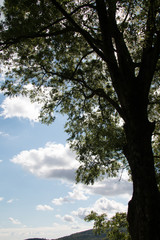 Resting_under_a_tree
