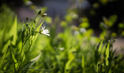 A white flower in the grass against a tree background. Spring sunny background, wallpaper.