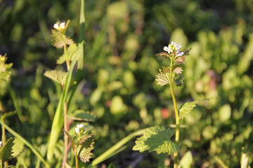 Meadow flowers