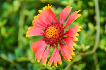 Macro closeup of one beautiful and multicolored Indian/Goblin Blanket Flower