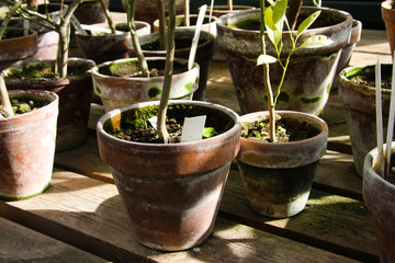 Potted plants in a hothouse