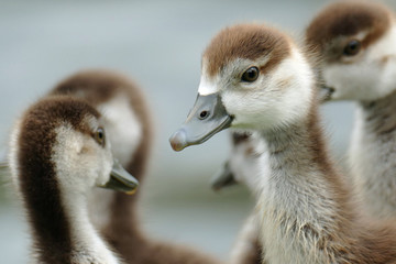 Nilgansnachwuchs, Küken im Portrait