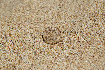 Travel to island Koh Lanta, Thailand. Transparent jellyfish on the sandy beach.