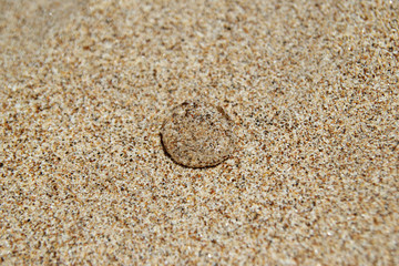 Travel to island Koh Lanta, Thailand. Transparent jellyfish on the sandy beach.