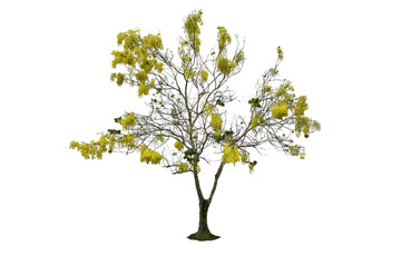  Golden shower Cassia fistula Yellow Trees isolated in nature on white background 
