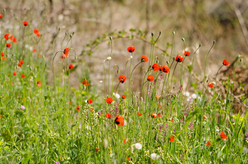 Red poppie flowers