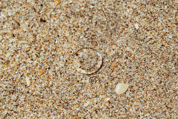 Travel to island Koh Lanta, Thailand. Transparent jellyfish on the sandy beach.