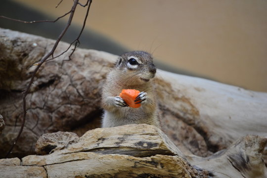 Zootiere bei der F&uuml;ttunger