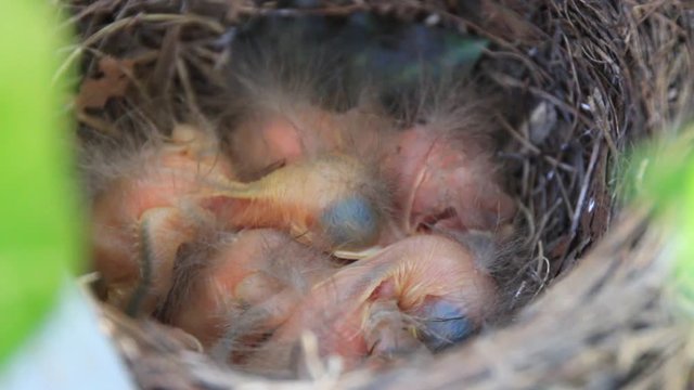 amsel Chicks - tiny newborn Amsel bird Chicks in the nest -  close up