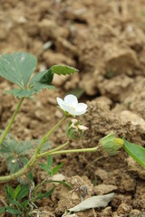 production of domestic strawberry