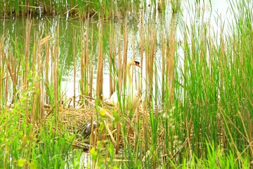 Obraz premium Swan in the nest in swamp