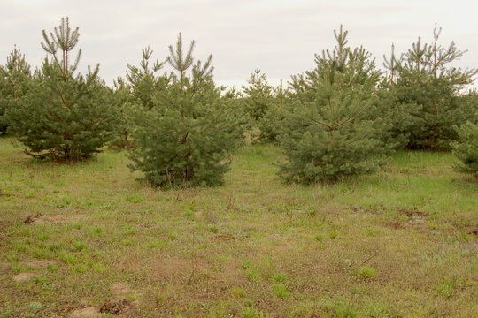 young pine trees in a meadow in the grass
