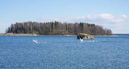 Baltic sea landscape with swans