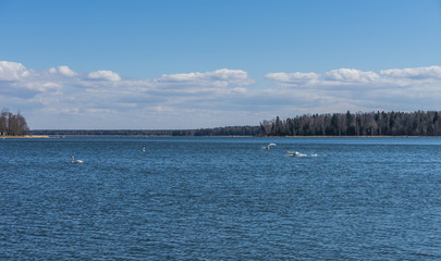 Baltic sea landscape with swans