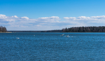 Baltic sea landscape with swans