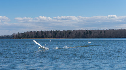 Baltic sea landscape with swans