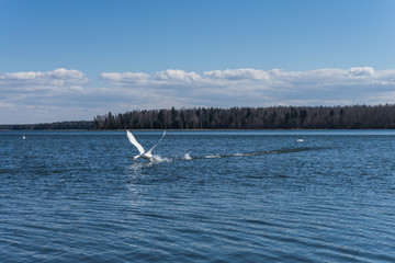 Baltic sea landscape with swans