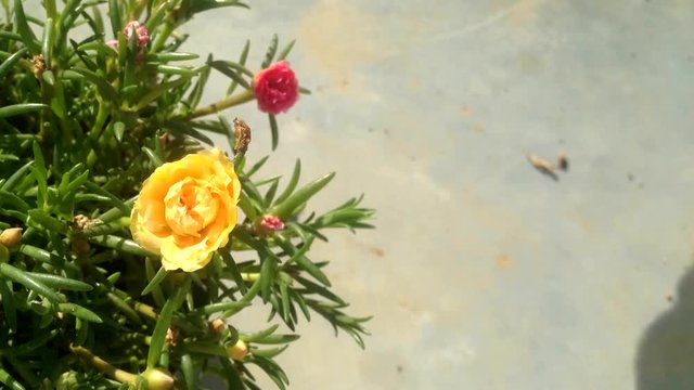 Timelapse Common Purslane, Verdolaga, Pigweed, Little Hogweed or Pusley flower
