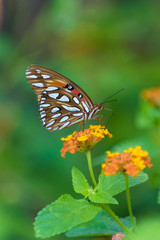 Fototapeta na wymiar Butterfly on Lantana