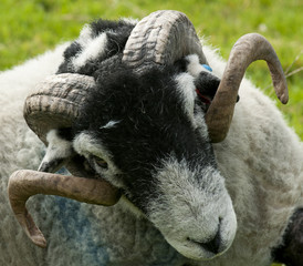 Curly horned Ram
