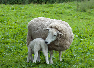 Sheep feeding lamb