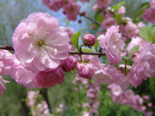 Obraz premium spring, sakura, flower, pink, background, flora, nature, branch, petal, blossom, apanese, beautiful, bloom, romantic, season, macro, plant, garden, tree, april, leaf, color, love, fresh, beauty, soft,