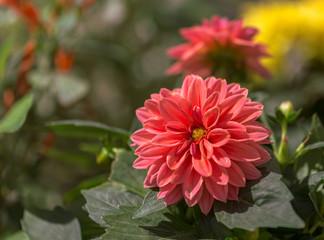 The beautiful Flowers in a flower greenhouse