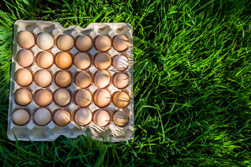 eggs. many eggs in trays on the grass 
