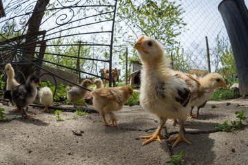 Wide angle of a baby chicken in a rural traditional farm