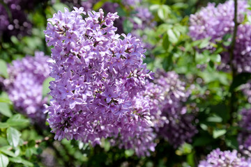Blauer Flieder im Frühling