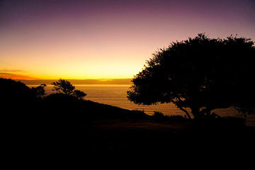 Tree and sunset by the sea