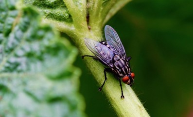 Fliege