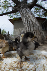 Wide angle of a baby chicken in a rural traditional farm