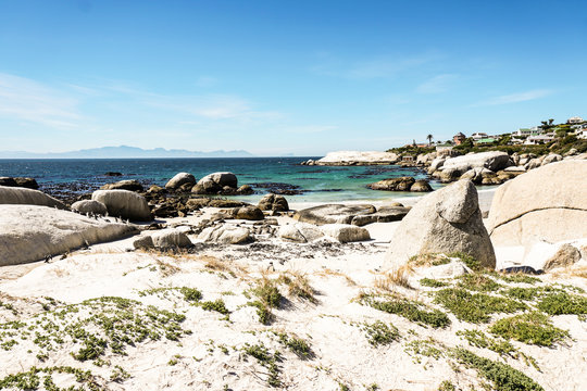 Penguin colony on the beach