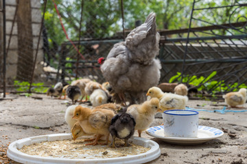 Baby chicken with their hen