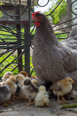Baby chicken with their hen