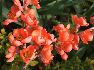 tree, flower, spring, plum, color, beautiful, petal, nature, garden, blossom, blooming, plant, natural, stem, red, bloom, pastel, asia, sky, background, double, blue, branch, bud, beauty, copy space, 