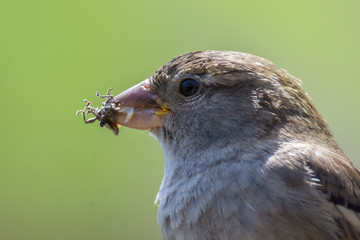 House Sparrow (Passer domesticus)